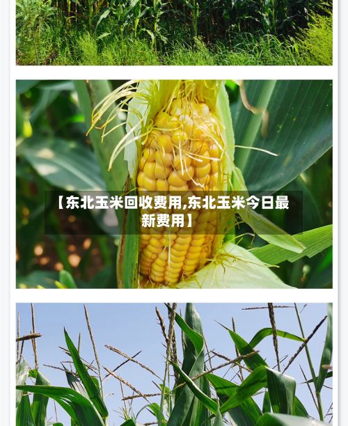 【东北玉米回收费用,东北玉米今日最新费用】