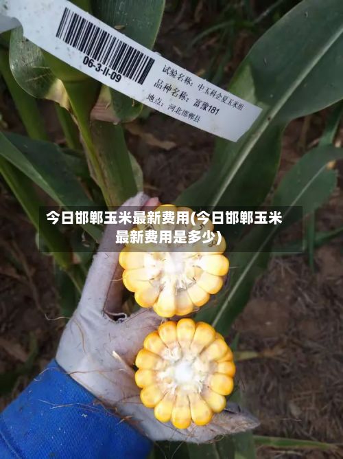 今日邯郸玉米最新费用(今日邯郸玉米最新费用是多少)-第2张图片