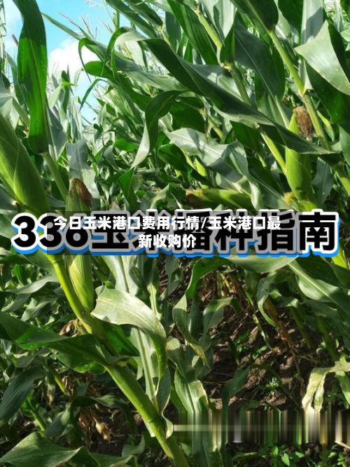 今日玉米港口费用行情/玉米港口最新收购价-第3张图片