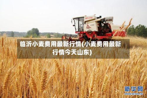 临沂小麦费用最新行情(小麦费用最新行情今天山东)-第3张图片