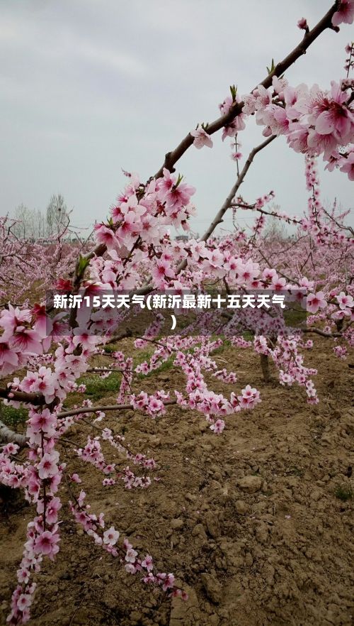 新沂15天天气(新沂最新十五天天气)