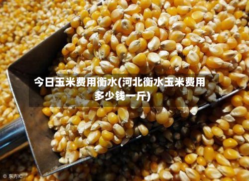今日玉米费用衡水(河北衡水玉米费用多少钱一斤)