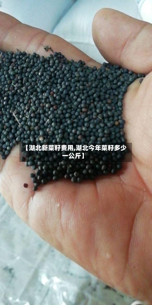 【湖北新菜籽费用,湖北今年菜籽多少一公斤】