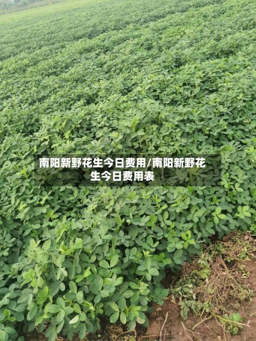 南阳新野花生今日费用/南阳新野花生今日费用表