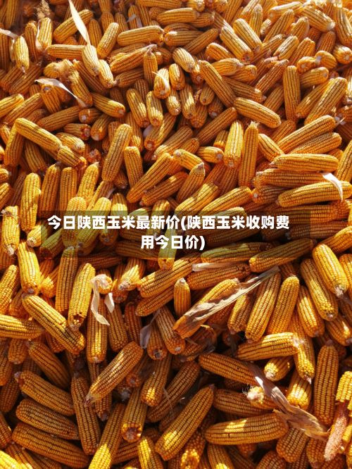 今日陕西玉米最新价(陕西玉米收购费用今日价)-第3张图片