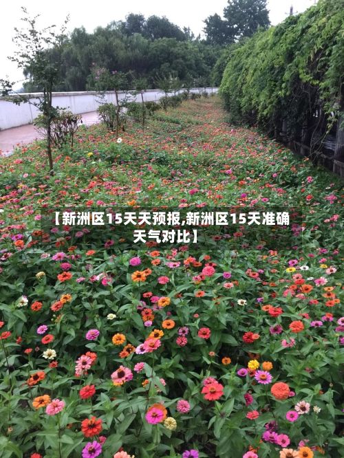【新洲区15天天预报,新洲区15天准确天气对比】-第2张图片