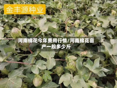 河南棉花今年费用行情/河南棉花亩产一般多少斤-第2张图片