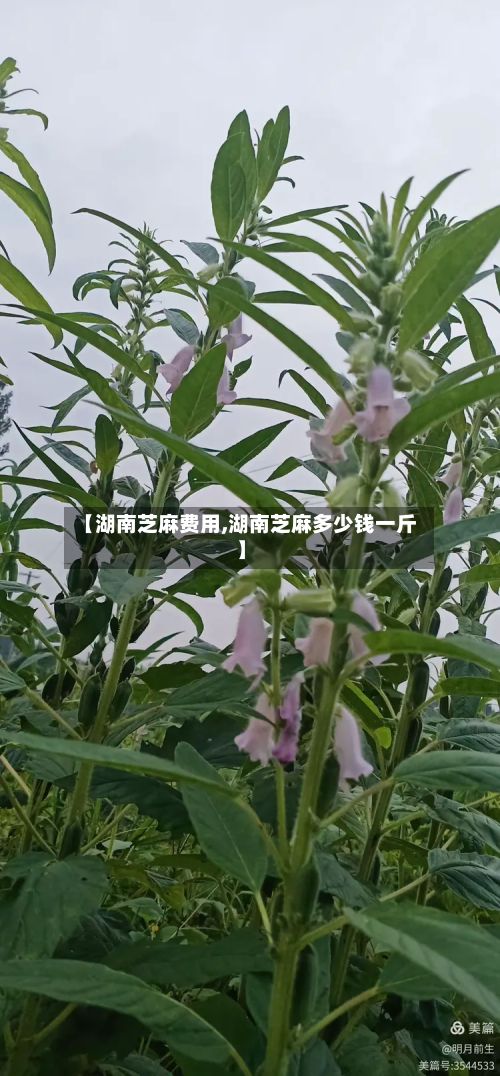 【湖南芝麻费用,湖南芝麻多少钱一斤】