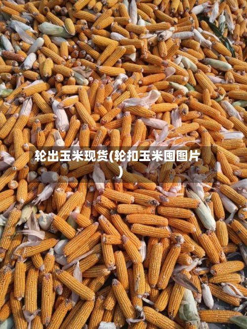 轮出玉米现货(轮扣玉米囤图片)-第2张图片