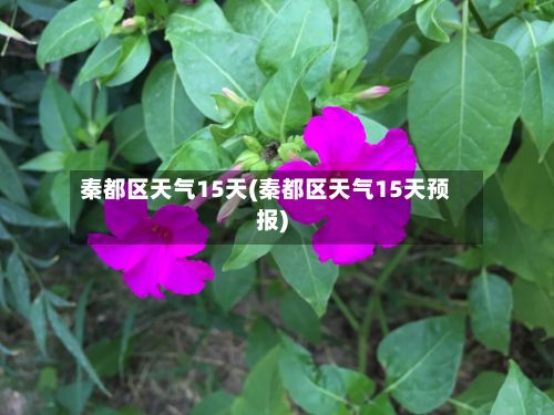 秦都区天气15天(秦都区天气15天预报)-第3张图片