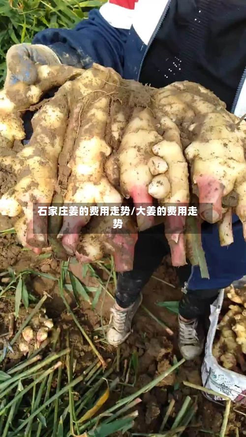 石家庄姜的费用走势/大姜的费用走势-第2张图片