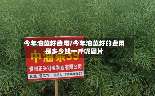 今年油菜籽费用/今年油菜籽的费用是多少钱一斤呢图片