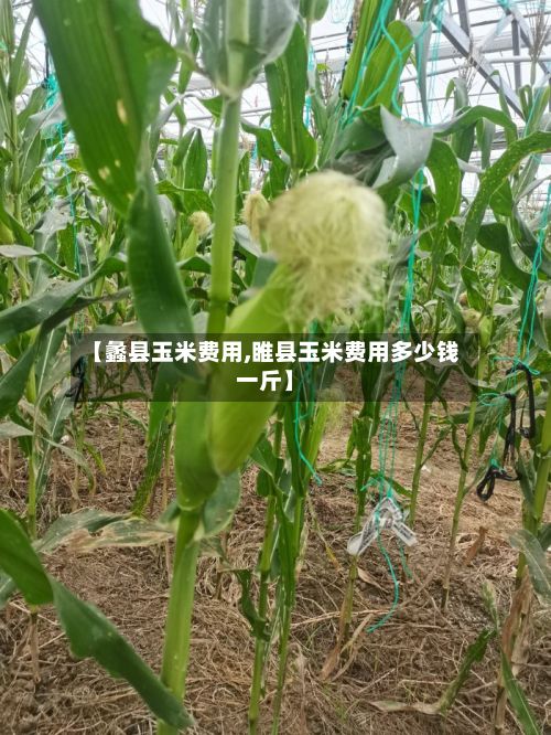 【蠡县玉米费用,睢县玉米费用多少钱一斤】-第3张图片
