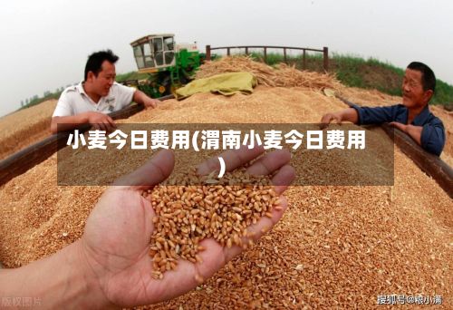 小麦今日费用(渭南小麦今日费用)-第2张图片