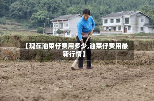 【现在油菜仔费用多少,油菜仔费用最新行情】-第2张图片