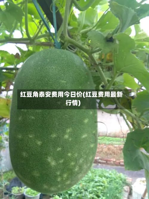 红豆角泰安费用今日价(红豆费用最新行情)-第3张图片