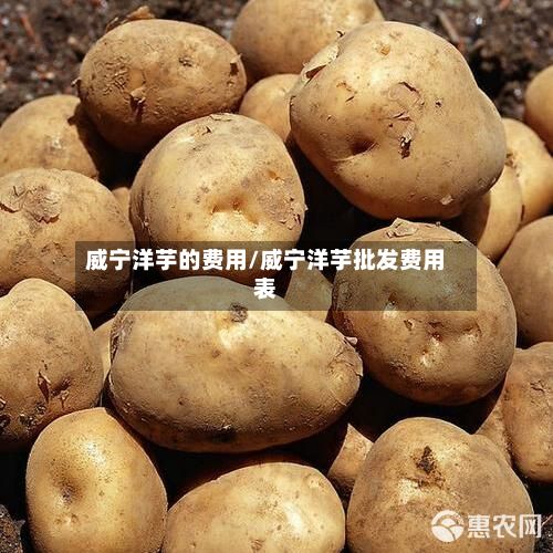 威宁洋芋的费用/威宁洋芋批发费用表