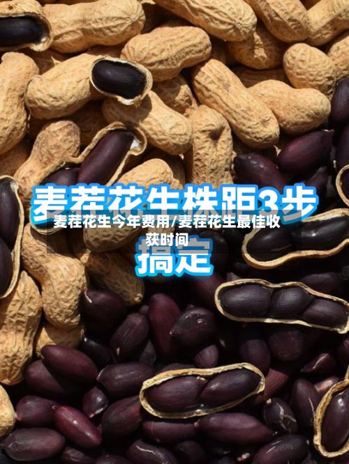 麦茬花生今年费用/麦茬花生最佳收获时间