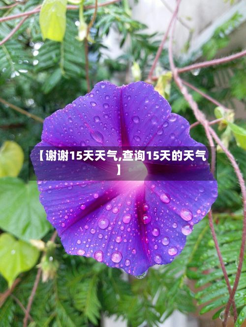 【谢谢15天天气,查询15天的天气】-第2张图片