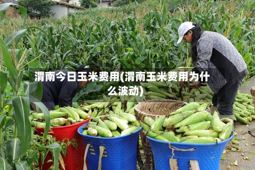 渭南今日玉米费用(渭南玉米费用为什么波动)