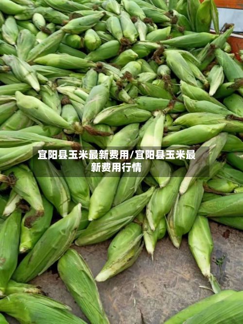 宜阳县玉米最新费用/宜阳县玉米最新费用行情-第2张图片