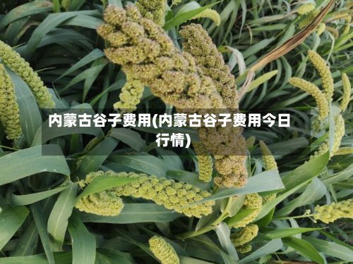 内蒙古谷子费用(内蒙古谷子费用今日行情)