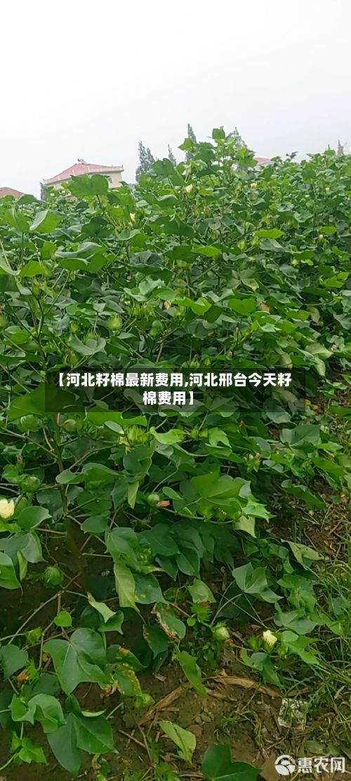 【河北籽棉最新费用,河北邢台今天籽棉费用】-第2张图片