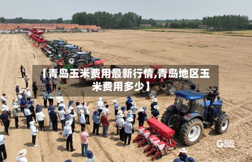 【青岛玉米费用最新行情,青岛地区玉米费用多少】