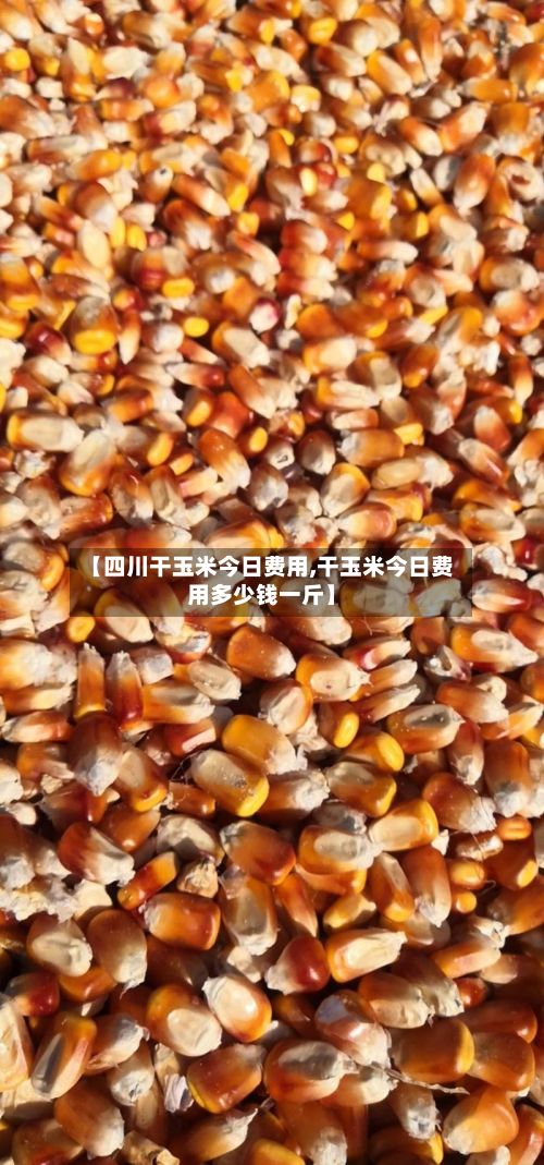 【四川干玉米今日费用,干玉米今日费用多少钱一斤】
