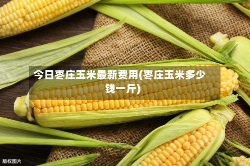 今日枣庄玉米最新费用(枣庄玉米多少钱一斤)
