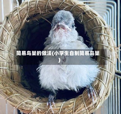 简易鸟巢的做法(小学生自制简易鸟巢)-第2张图片