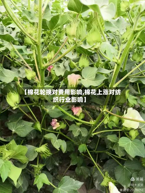 【棉花轮换对费用影响,棉花上涨对纺织行业影响】