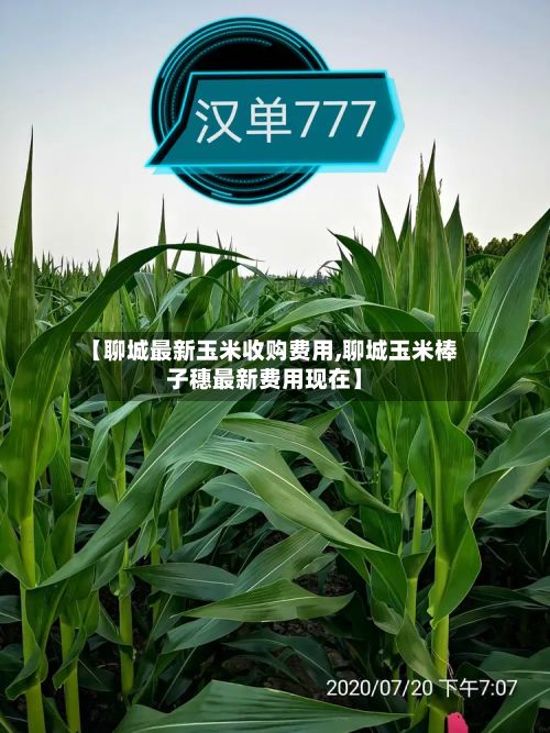 【聊城最新玉米收购费用,聊城玉米棒子穗最新费用现在】-第2张图片