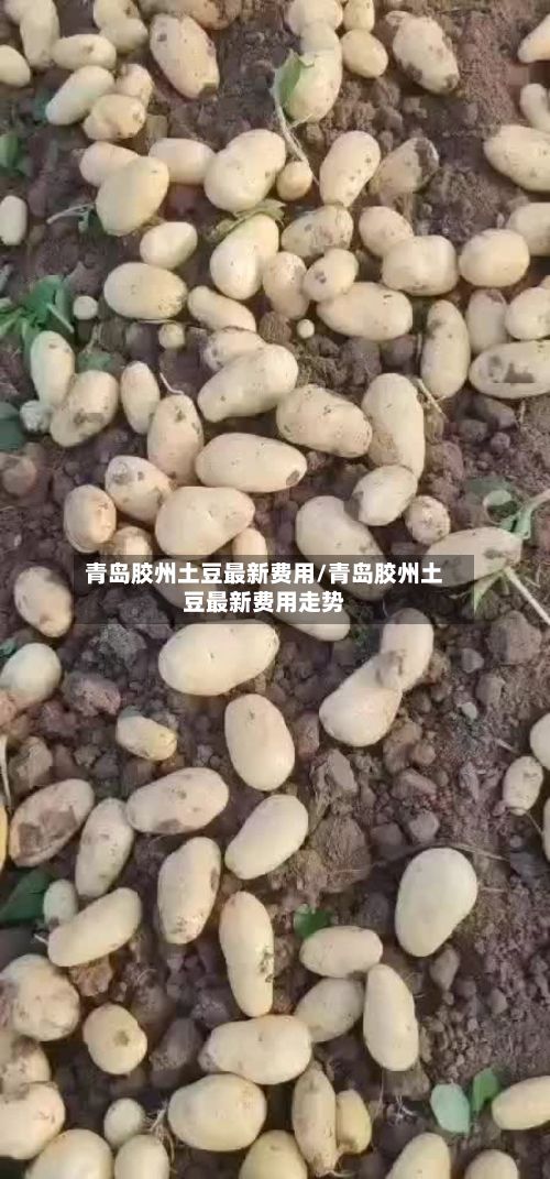 青岛胶州土豆最新费用/青岛胶州土豆最新费用走势-第2张图片