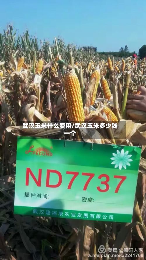 武汉玉米什么费用/武汉玉米多少钱一个-第2张图片