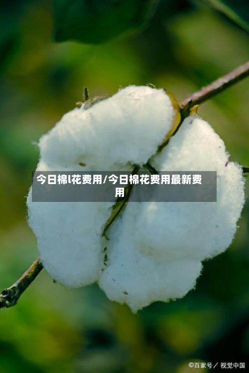 今日棉l花费用/今日棉花费用最新费用-第3张图片
