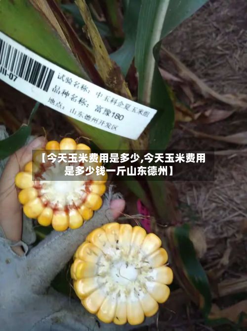 【今天玉米费用是多少,今天玉米费用是多少钱一斤山东德州】-第2张图片