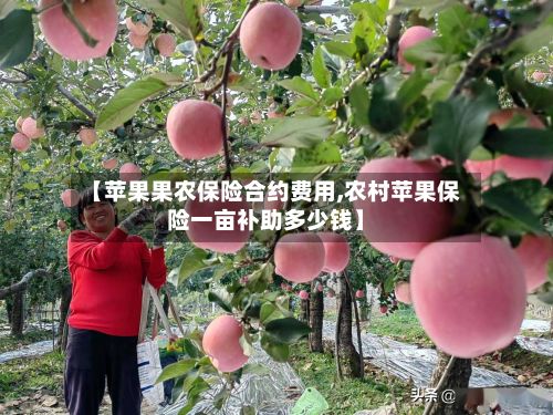 【苹果果农保险合约费用,农村苹果保险一亩补助多少钱】