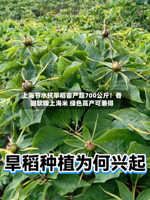 上海节水抗旱稻亩产超700公斤！香甜软糯上海米 绿色高产可兼得-第2张图片