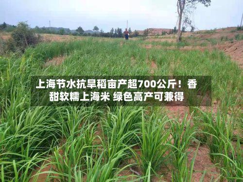 上海节水抗旱稻亩产超700公斤！香甜软糯上海米 绿色高产可兼得-第3张图片