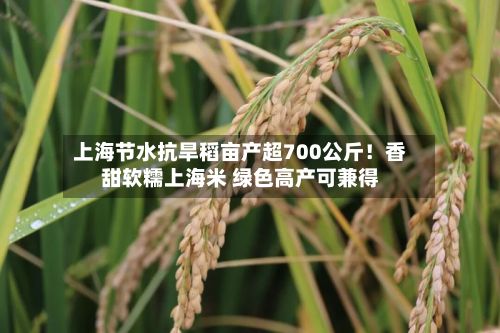 上海节水抗旱稻亩产超700公斤！香甜软糯上海米 绿色高产可兼得-第1张图片