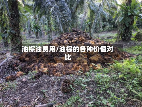 油棕油费用/油棕的各种价值对比-第2张图片