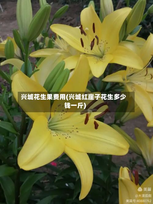 兴城花生果费用(兴城红崖子花生多少钱一斤)-第2张图片