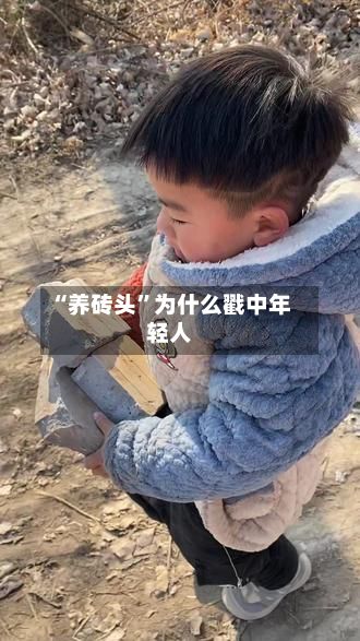 “养砖头”为什么戳中年轻人