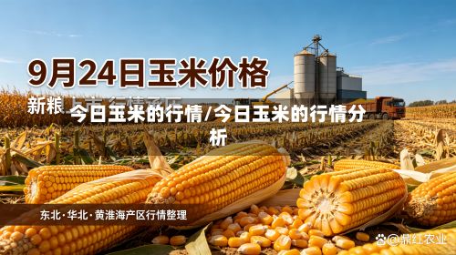 今日玉米的行情/今日玉米的行情分析-第3张图片