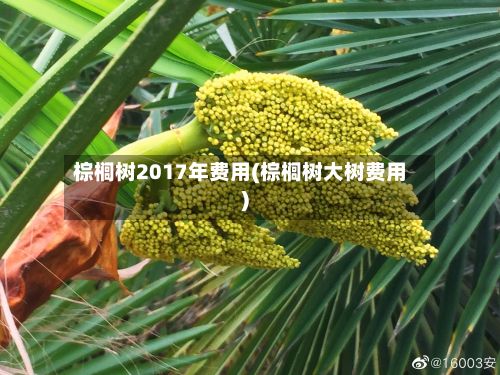 棕榈树2017年费用(棕榈树大树费用)