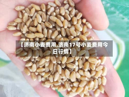 【济南小麦费用,济南17号小麦费用今日行情】-第3张图片