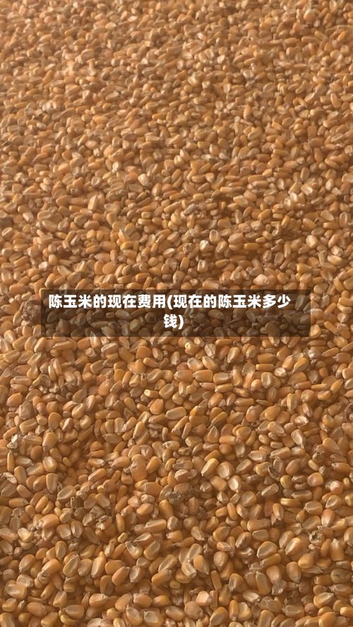 陈玉米的现在费用(现在的陈玉米多少钱)-第2张图片