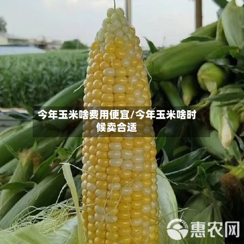 今年玉米啥费用便宜/今年玉米啥时候卖合适