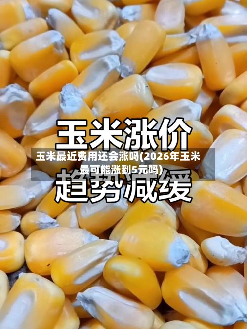 玉米最近费用还会涨吗(2026年玉米最可能涨到5元吗)-第2张图片